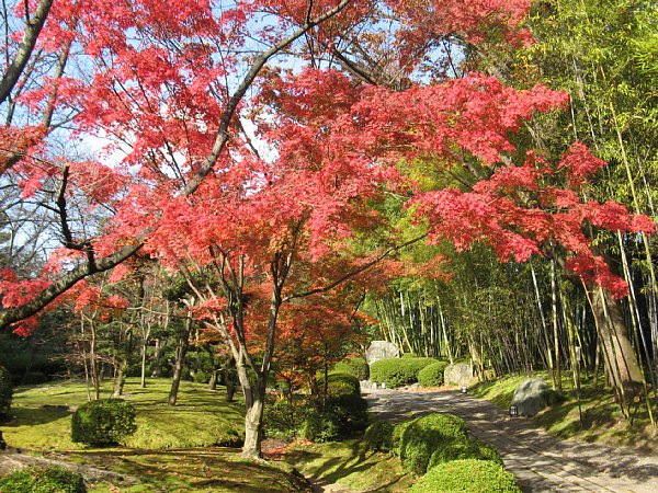 外園の紅葉