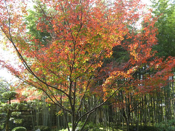 外園の紅葉
