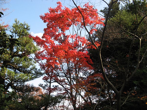 書院横の紅葉