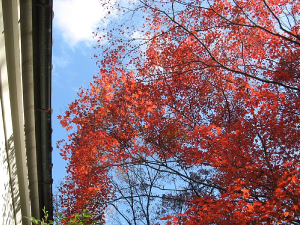 書院横の紅葉(下から)