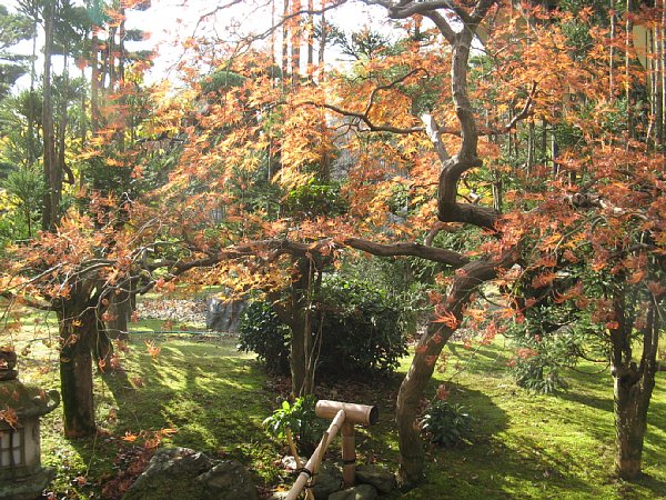 茶室 松隠前の紅葉