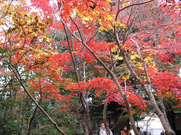 山門横のもみじ