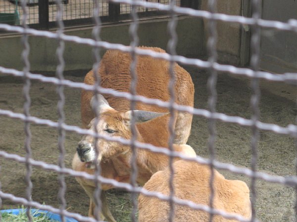 アカカンガルー ハッチ