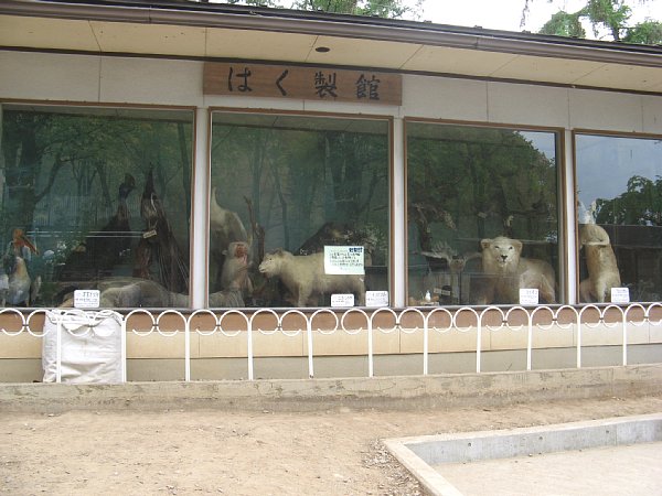 剥製館