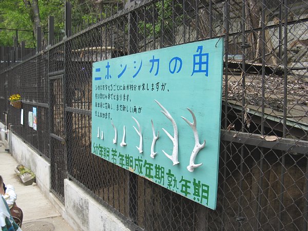 にほんしかの角