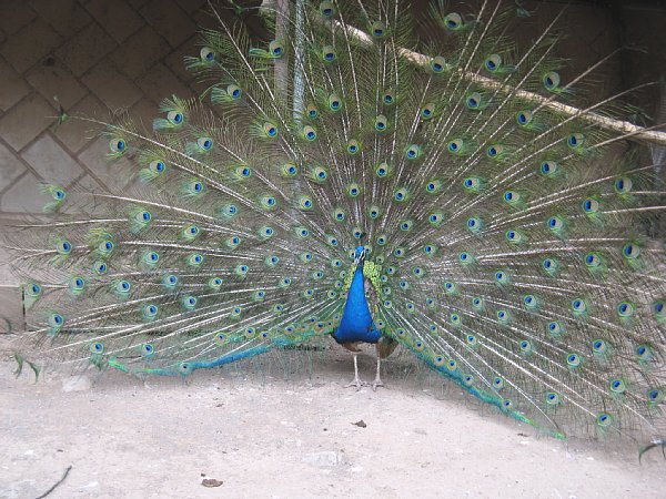 インド孔雀