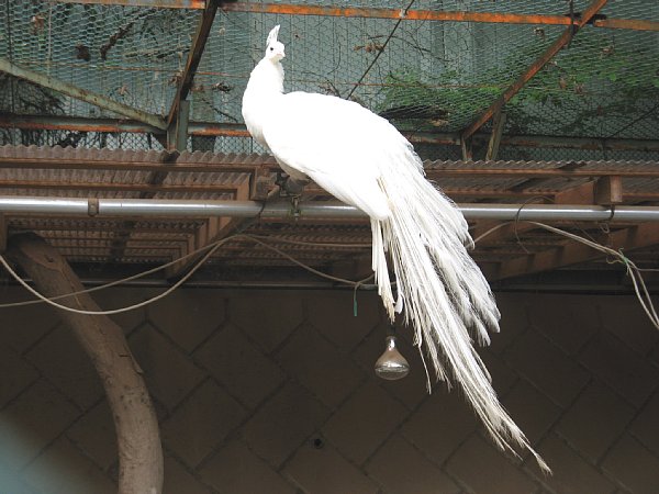 シロ孔雀