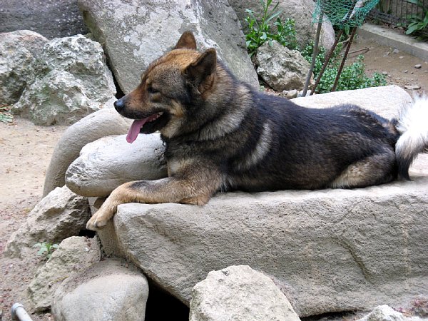 川上犬「源竜」