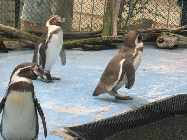 フンボルトペンギン