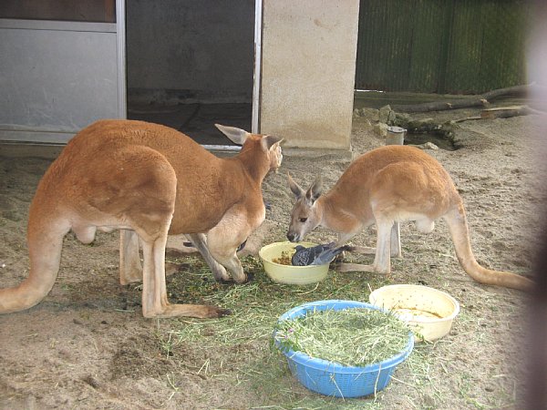 同じくハッチとクララ