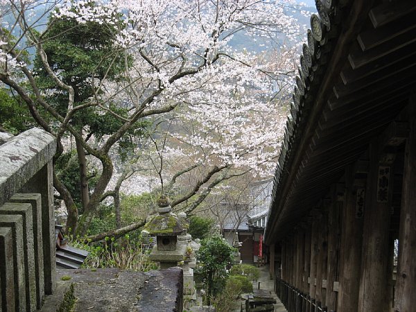 登廊横の桜