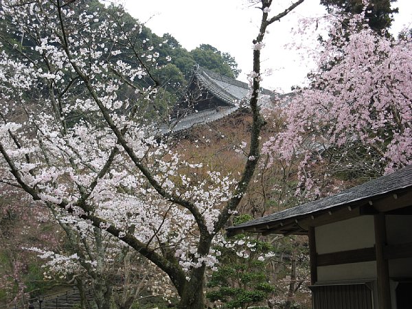 本堂と桜