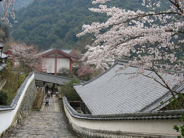 伽藍の桜