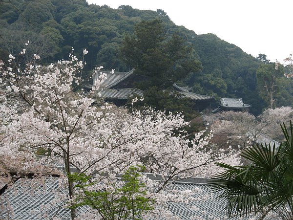 伽藍の桜