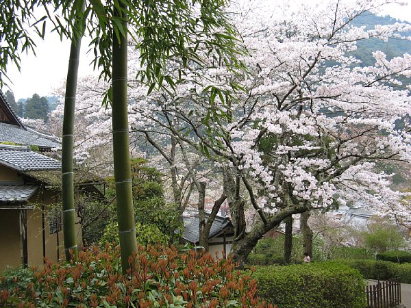 境内の桜