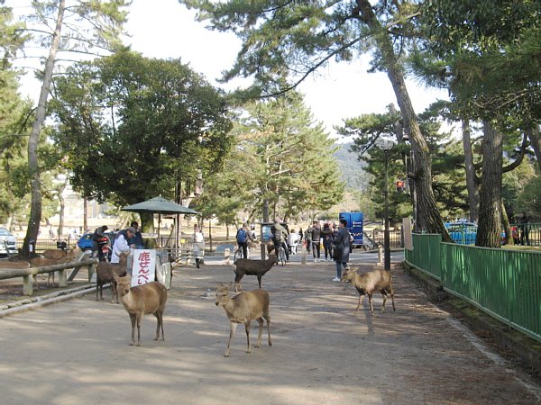奈良公園の鹿