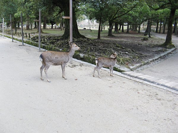 参道の親子の鹿