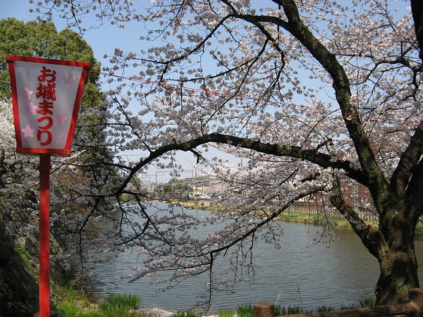 お堀と桜