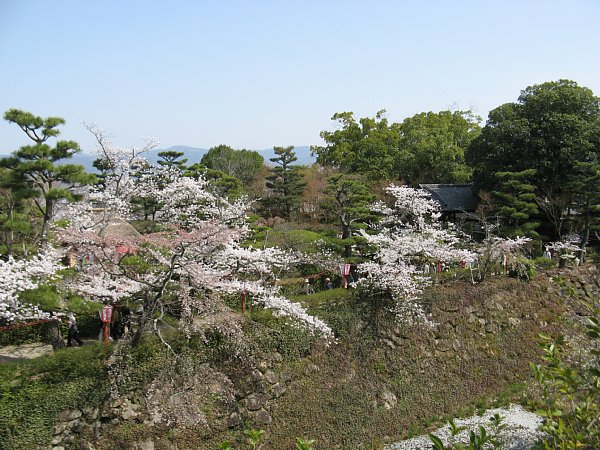 内堀対岸の桜