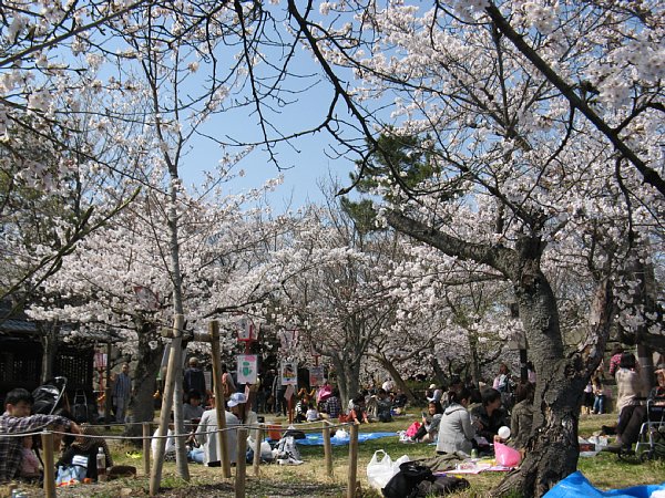 花見宴会