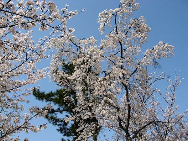 郡山城の桜