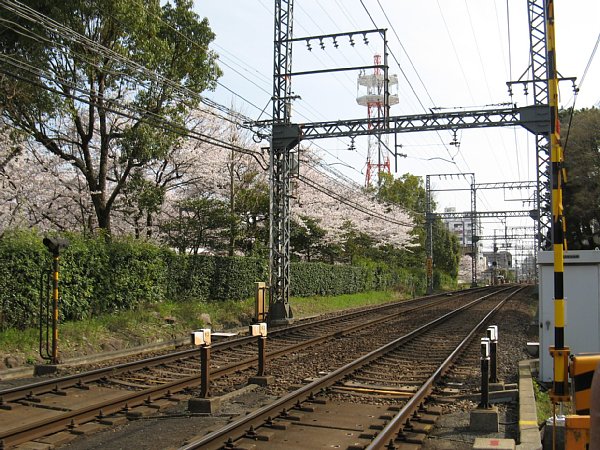 三の丸緑地の桜