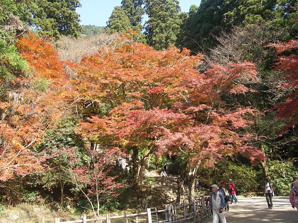 参道のもみじ