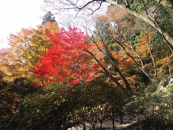 鎧坂のもみじ