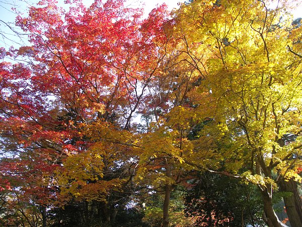赤門裏の紅葉