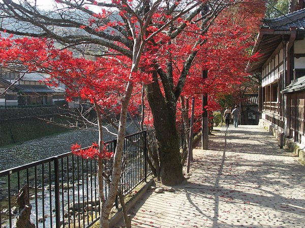 川端のもみじ(横から)