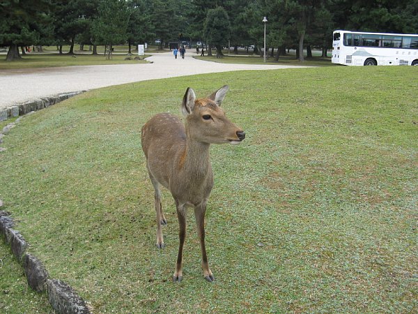 奈良公園の鹿