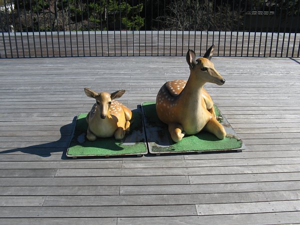 奈良公園バスターミナル 屋上の鹿