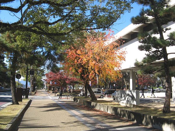 県庁前の紅葉