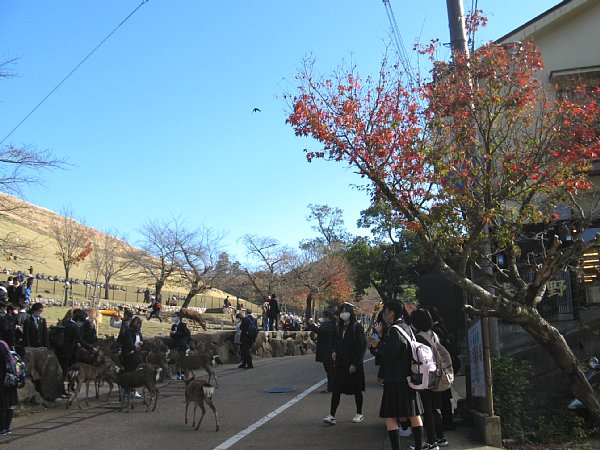 若草山前の通り