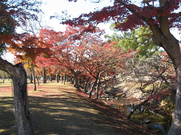 吉城川の紅葉