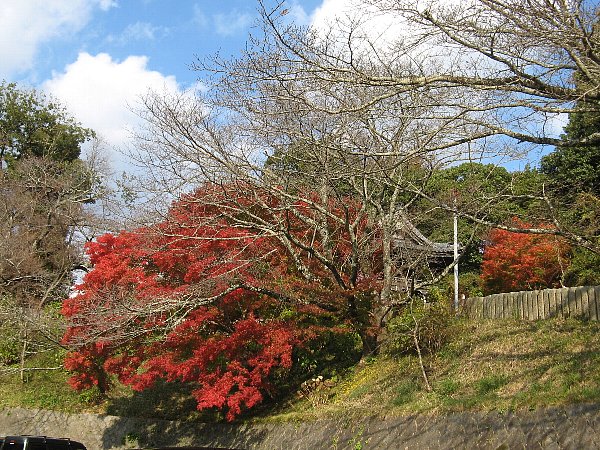 駐車場の紅葉