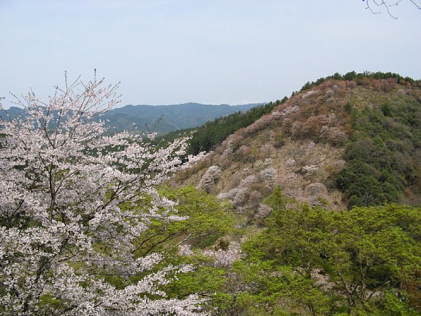 なお下千本