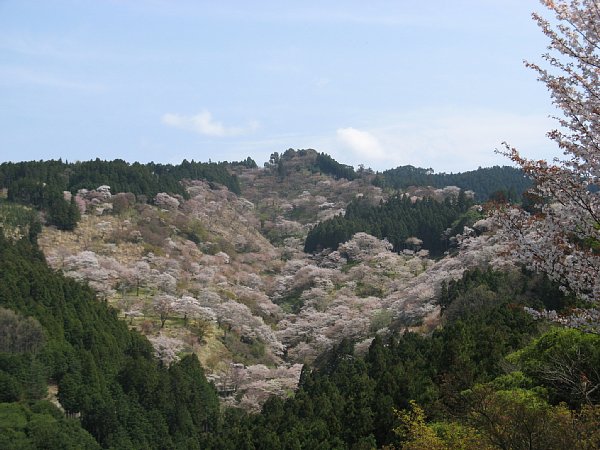 上千本の桜