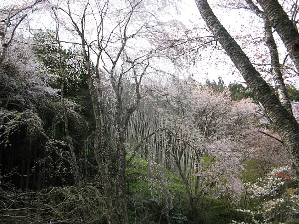 枝垂桜