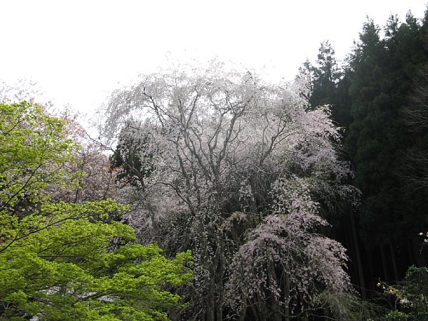 枝垂桜