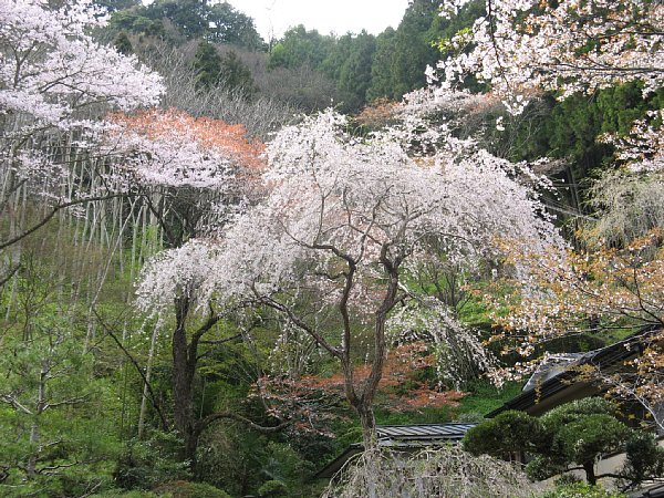同じく枝垂桜