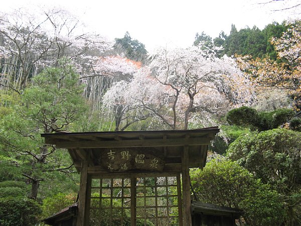 同じく枝垂桜