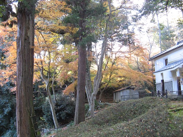 宝蔵横のもみじ