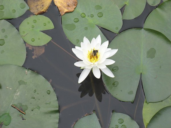 ヒツジグサのアップ 蜂がとまっています