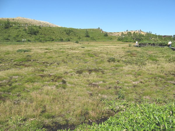 弓池湿原 基盤植物はミズゴケ・スギゴケです